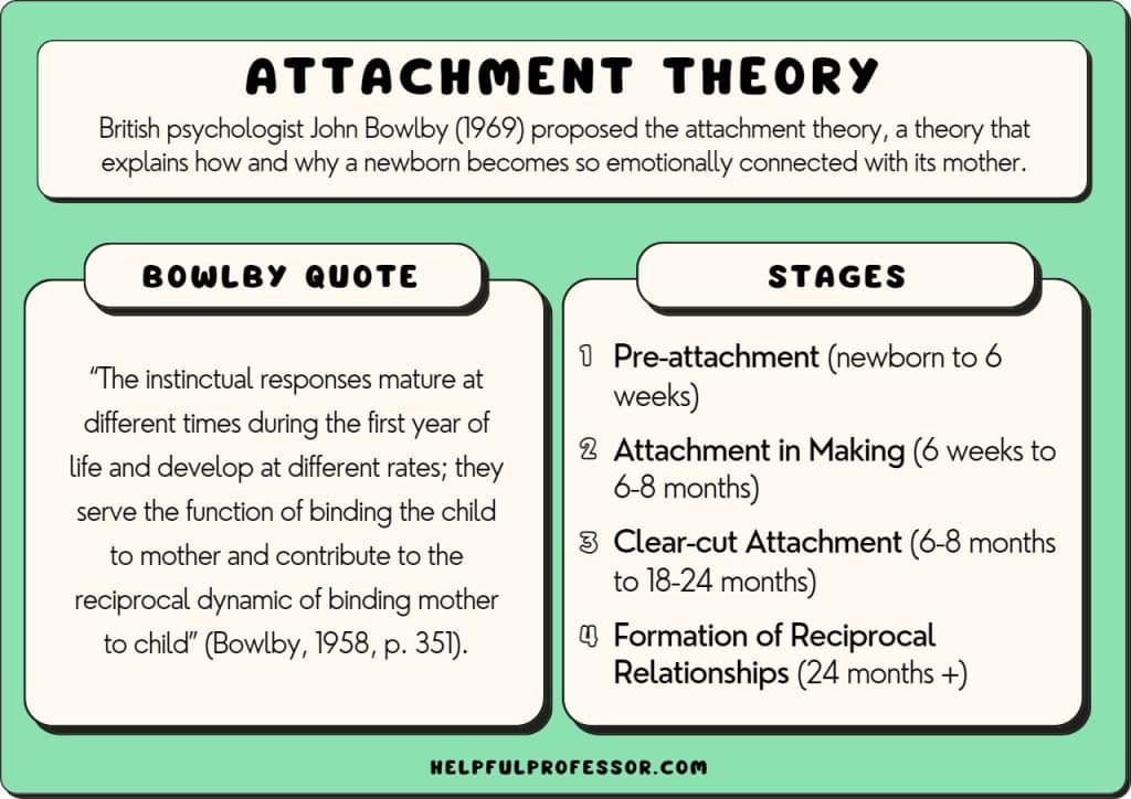 4 Stages Of Attachment Explained Bowlby s Theory 2024 