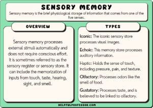 10 Sensory Memory Examples (2025)