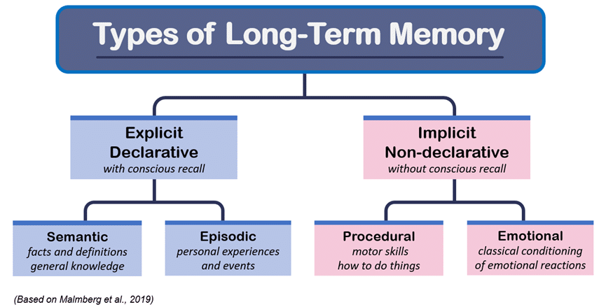 6 Types Of Long Term Memory 2025 