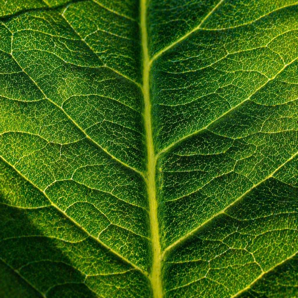 close up of a leaf