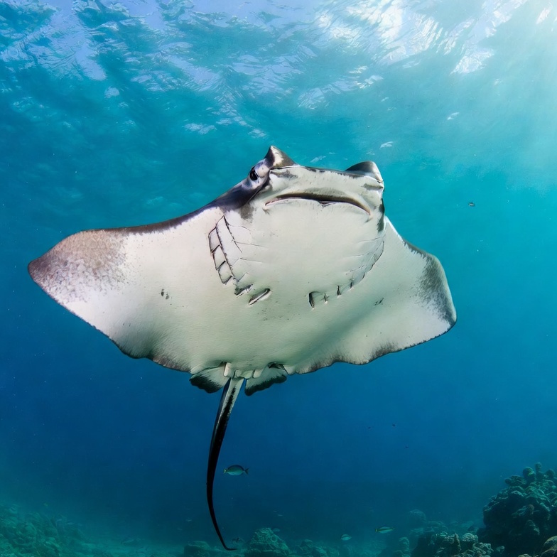 sting ray